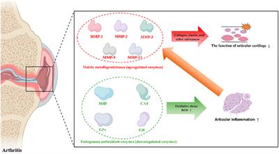 Recent advances in enzyme-related biomaterials for arthritis treatment